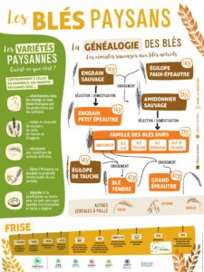 Lire la suite à propos de l’article Les blés paysans