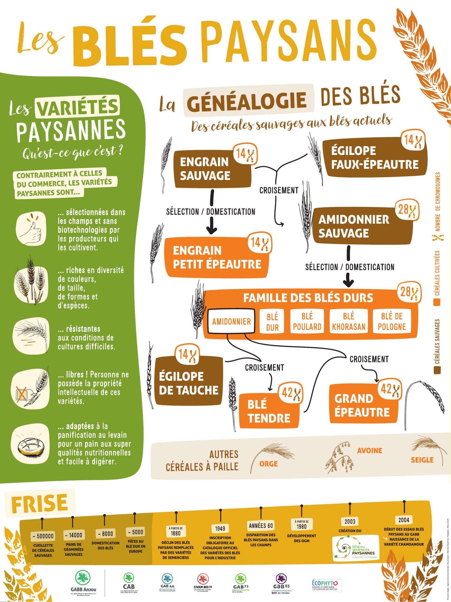 Les blès paysans-historique