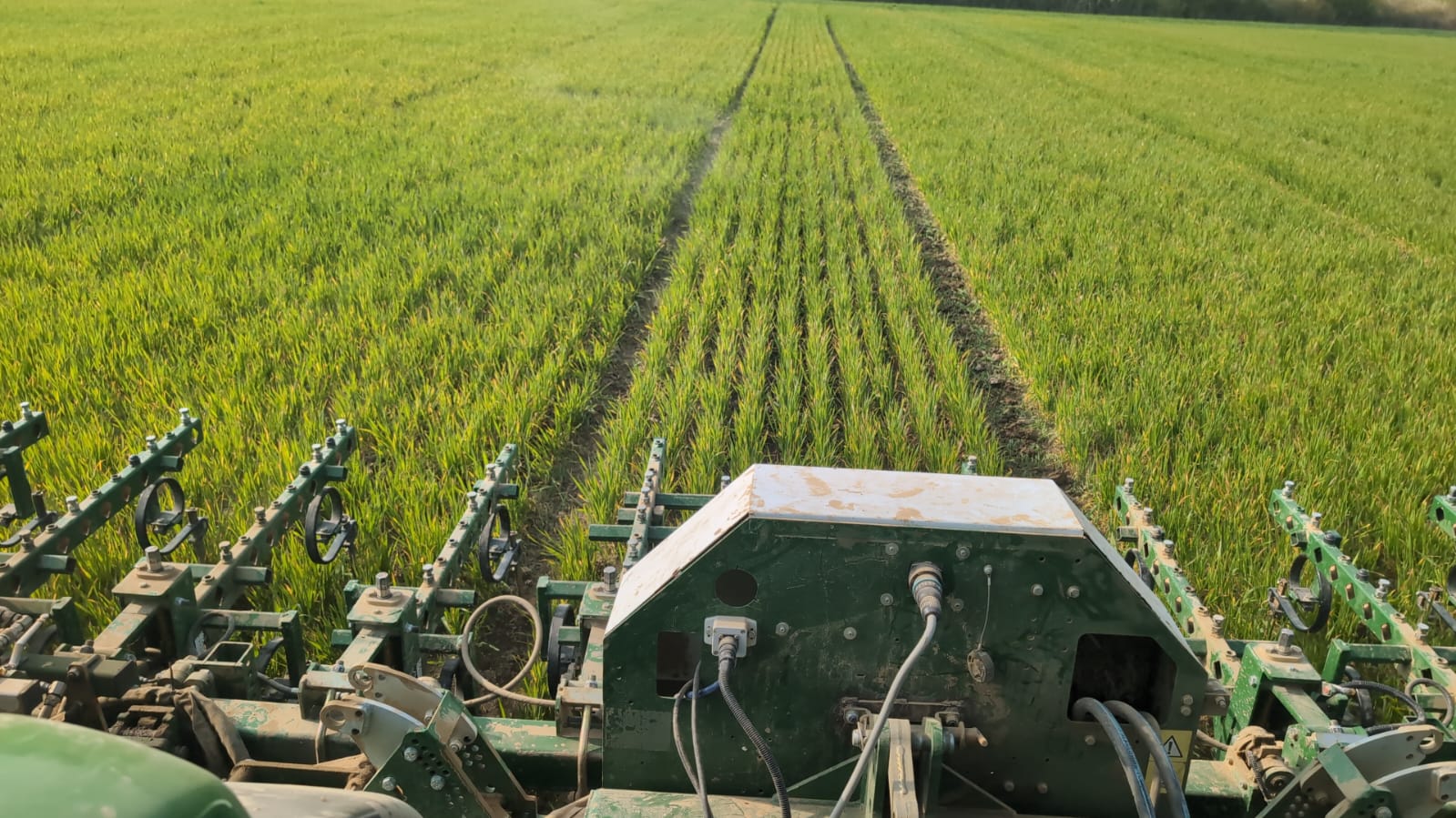 Desherbage meca Blé pop